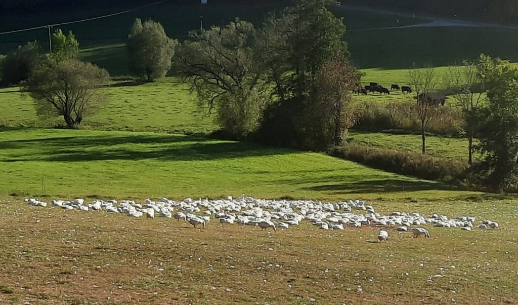 Gänseschar am Wandertag